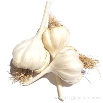 Top Quality Normal White Garlic Planting